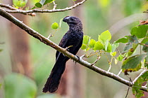 Smoothbilled ani (Crotophaga ani) in rainforest, Panguana Reserve, Huanuco province, Amazon basin, Peru.