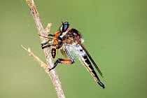 Robber fly (Asilidae) with prey (ant) in rainforest, Asilidae, Panguana Reserve, Huanuca province, Amazon basin, Peru.