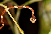 Snake (Imantodes cenchoas) moving over branches, Panguana Reserve, Huanuco province, Amazon basin, Peru.