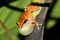 Frog (Pristimantis peruvianus) calling with vocal sac inflated, Panguana Reserve, Huanuco province, Amazon basin, Peru.
