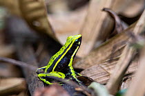 Three-striped poison frog (Ameerega trivittata) in rainforest, Panguana Reserve, Huanuco province, Amazon basin, Peru.