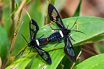 Moths (Erebidae) mating, Huanuco province, Amazon basin, Peru.