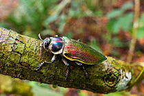 Metallic wood boring beetle (Euchroma gigantea) in rainforest, Panguana Reserve, Huanuco province, Amazon basin, Peru.