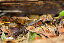 Iguana (Tropidurus sp.) on rainforest floor, Panguana Reserve, Huanuco province, Amazon basin, Peru.