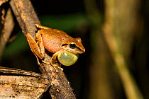 Frog (Pristimantis peruvianus) calling, Panguana Reserve, Huanuco province, Amazon basin, Peru.