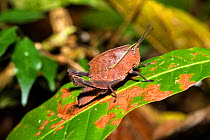 Leaf mimic cricket, Panguana Reserve, Huanuca province, Amazon basin, Peru.