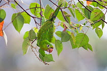 White-eyed parakeet  (Aratinga leucophthalmus) hanging in tree, Panguana Reserve, Huanuca province, Amazon basin, Peru.