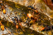 Army ant (Eciton burcellii) soldier surrounded by workers, Panguana Reserve, Huanuco province, Amazon basin, Peru.