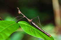 Jumping stick grasshopper (Apioscelis sp) Panguana Reserve, Huanuco province, Amazon basin, Peru.