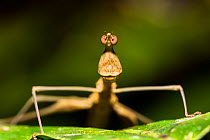 Jumping stick grasshopper (Apioscelis bulbosa) Panguana Reserve, Huanuco province, Amazon basin, Peru.