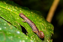 Tree salamander (Bolitoglossa altamazonica) Panguana Reserve, Huanuca province, Amazon basin, Peru.