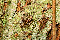 Centipede (Scutigeridae) Panguana Reserve, Huanuco province, Amazon basin, Peru.