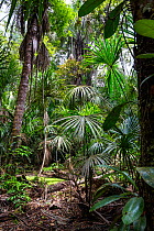 Lowland rainforest, Panguana Reserve, Huanuco province, Amazon basin, Peru.