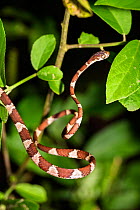 Blunt headed tree snake (Imantodes cenchoas) in rainforest, Panguana Reserve, Huanuco province, Amazon basin, Peru.