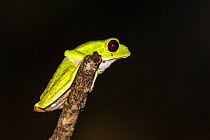 Tarsier leaf frog (Phyllomedusa tarsius) Panguana Reserve, Huanuco province, Amazon basin, Peru.
