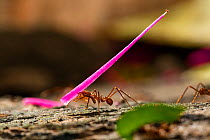 Leafcutter ant (Atta cephalotes) carrying leaves and flowers, Panguana Reserve, Huanuco province, Amazon basin, Peru.