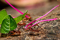 Leafcutter ants (Atta cephalotes) carrying leaves and flowers, rainforest, Panguana Reserve, Huanuco province, Amazon basin, Peru.
