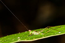 Predatory cricket (Phlugiola amazonia) with long antennae,  Panguana Reserve, Huanuca province, Amazon basin, Peru.