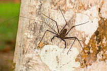 Whip spider (Heterophrynus elaphus) Panguana Reserve, Huanuco province, Amazon basin, Peru.
