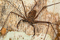 Whip spider (Heterophrynus elaphus) Panguana Reserve, Huanuco province, Amazon basin, Peru.