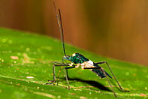 Bug (Nematopus sp) rainforest, Panguana Reserve, Huanuco province, Amazon basin, Peru.