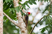 Crimson-crested woodpecker (Campephilus melanoleucos) on tree trunk, Panguana Reserve, Huanuco province, Amazon basin, Peru.