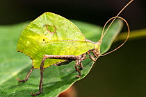 Leaf mimic katydid (Tettigoniidae) grooming antennae, Panguana Reserve, Huanuca province, Amazon basin, Peru.