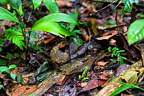 Three-striped poison frog (Ameerega trivittata) Panguana Reserve, Huanuco province, Amazon basin, Peru.
