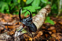 Rhinoceros beetle (Dynastinae) in rainforest, Panguana Reserve, Huanuco province, Amazon basin, Peru.