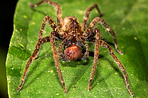 Fishing spider (Ancylometes sp) with prey, Panguana Reserve, Huanuco province, Amazon basin, Peru.