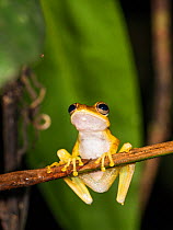 Gunther's banded tree frog (Hypsiboas fasciatus) Panguana Reserve, Huanuco province, Amazon basin, Peru.