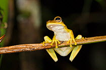Gunther's banded tree frog (Hypsiboas fasciatus) Panguana Reserve, Huanuco province, Amazon basin, Peru.