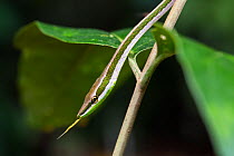 Green-striped vine snake (Xenoxybelis argenteus) Panguana Reserve, Huanuco province, Amazon basin, Peru.