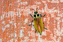 Ceibaborer beetle (Euchroma gigantea) Panguana Reserve, Huanuco province, Amazon basin, Peru.