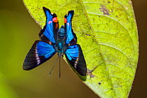 Butterfly (Rhetus periander) Panguana Reserve, Huanuca province, Amazon basin, Peru.