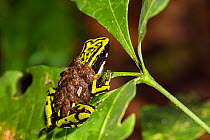 Three-striped poison frog (Ameerega trivittata) male carrying tadpoles, Panguana Reserve, Huanuco province, Amazon basin, Peru.