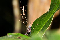 Ogre faced spider (Deinopis) with large ant prey, Panguana Reserve, Amazon basin, Peru.