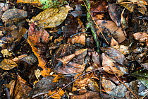 Amazonian horned frog (Ceratophrys cornuta) camouflaged on rainforest floor, Panguana Reserve, Huanuca province, Amazon basin, Peru.