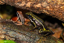 Three-striped poison frog (Ameerega trivittata) and Brilliant thighed poison (Allobates femoralis) Panguana Reserve, Huanuco province, Amazon basin, Peru.