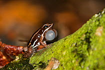 Brilliant thighed frog (Allobates femoralis) croacking, Panguana Reserve, Huanuco province, Amazon basin, Peru.