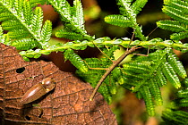 Stick insect and Fire beetle (Pyrophorus) in rainforest, Panguana Reserve, Huanuca province, Amazon basin, Peru.