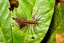 Centipede (Scutigeridae) on leaf, Panguana Reserve, Huanuco province, Amazon basin, Peru.