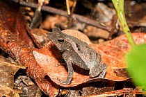 South American common toad (Rhinella margaritifera) on forest floor, Panguana Reserve, Huanuco province, Amazon basin, Peru.
