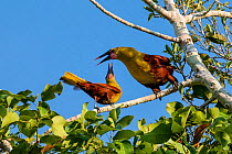 Amazonian oropendolas (Psarocolius yuracares) two perched, Panguana Reserve, Huanuca province, Amazon basin, Peru.