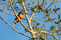 Chestnut-eared aracari (Pteroglossus castanotis)  Panguana Reserve, Huanuco province, Amazon basin, Peru.
