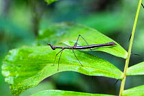 Stick grasshopper (Apioscelis sp) Panguana Reserve, Huanuco province, Amazon basin, Peru.