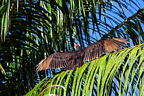 Turkey vulture (Cathartes aura) with wings outstreched in palm tree, Panguana Reserve, Huanuco province, Amazon basin, Peru.