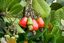 Cashew apple (Anacardium occidentale) ripening on tree with nuts at the bottom of the fruit, Peru.
