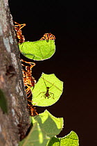 Leafcutter ants (Atta cephalotes) carrying leaves, Pucallpa, Huanuco province, Peru.