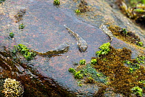 Mudskippers (Oxudercinae) on coastal rocks, Lima, Peru.